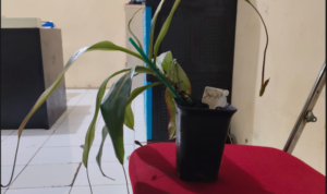 Salah Satu spesimen tanaman yang dicuri di Kebun Raya Bogor, Foto/Isitimewa