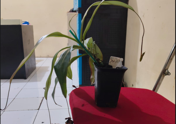 Salah Satu spesimen tanaman yang dicuri di Kebun Raya Bogor, Foto/Isitimewa