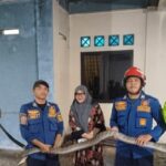 Damkar Bogor evakuaso ular jenis King Kobra yang masuk ke rumah warga di Parung Panjang, Foto/Isitimewa