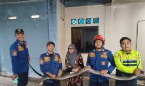Damkar Bogor evakuaso ular jenis King Kobra yang masuk ke rumah warga di Parung Panjang, Foto/Isitimewa
