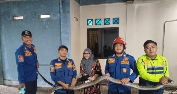 Damkar Bogor evakuaso ular jenis King Kobra yang masuk ke rumah warga di Parung Panjang, Foto/Isitimewa