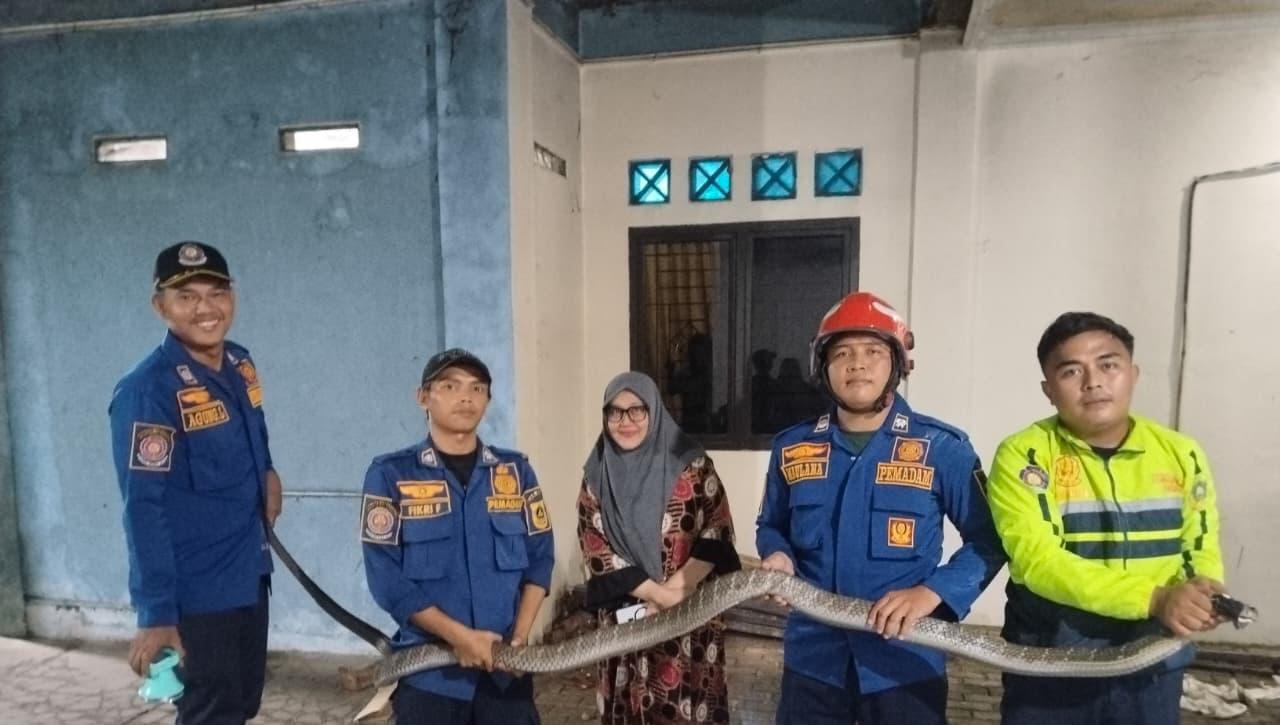 Damkar Bogor evakuaso ular jenis King Kobra yang masuk ke rumah warga di Parung Panjang, Foto/Isitimewa