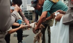 Polisi telah mengamankan pemilik anjing yang diduga bertanggung jawab atas insiden tersebut., Foto/Istimewa Polisi telah mengamankan pemilik anjing yang diduga bertanggung jawab atas insiden tersebut., Foto/Istimewa
