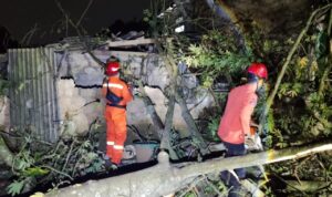 BPBD Kota Bogor saat mengevakuasi pohon tumbang, Foto/Isitimewa BPBD Kota Bogor saat mengevakuasi pohon tumbang, Foto/Isitimewa