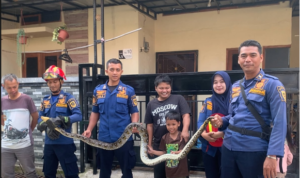 Tim Rescue Dinas Pemadam Kebakaran (Disdamkar) Kabupaten Bogor berhasil mengevakuasi seekor ular yang menyelinap ke dalam kamar rumah, Foto/Isitimewa Tim Rescue Dinas Pemadam Kebakaran (Disdamkar) Kabupaten Bogor berhasil mengevakuasi seekor ular yang menyelinap ke dalam kamar rumah, Foto/Isitimewa