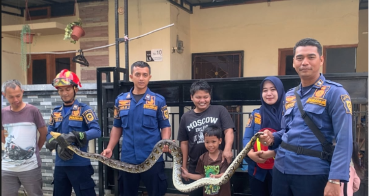 Tim Rescue Dinas Pemadam Kebakaran (Disdamkar) Kabupaten Bogor berhasil mengevakuasi seekor ular yang menyelinap ke dalam kamar rumah, Foto/Isitimewa