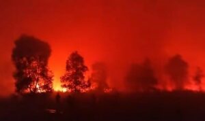 Kondisi kebakaran di Way Kambas, Foto/Isitimewa Kondisi kebakaran di Way Kambas, Foto/Isitimewa