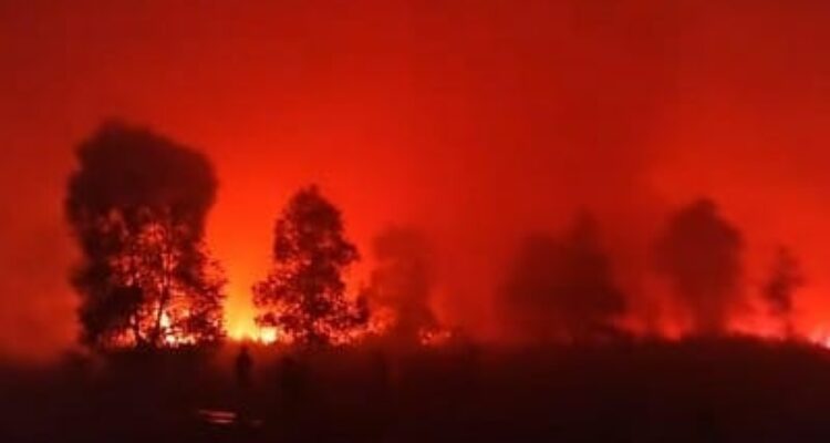 Kondisi kebakaran di Way Kambas, Foto/Isitimewa