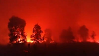 Kondisi kebakaran di Way Kambas, Foto/Isitimewa