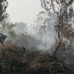 Gambar ilustrasi kebakaran hutan, Foto/Isitmewa