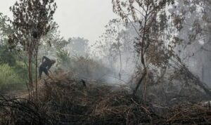 Gambar ilustrasi kebakaran hutan, Foto/Isitmewa