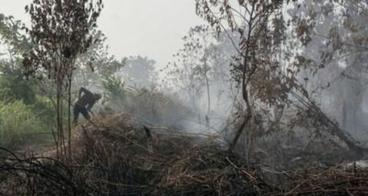 Gambar ilustrasi kebakaran hutan, Foto/Isitmewa
