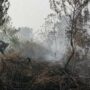 Gambar ilustrasi kebakaran hutan, Foto/Isitmewa