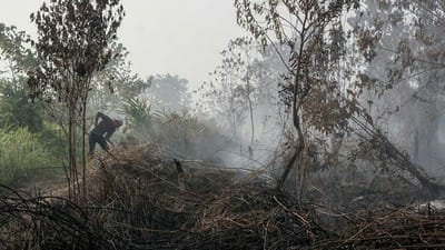 Gambar ilustrasi kebakaran hutan, Foto/Isitmewa