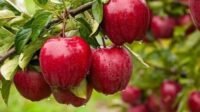 Buah Pir, Foto/Isitmewa