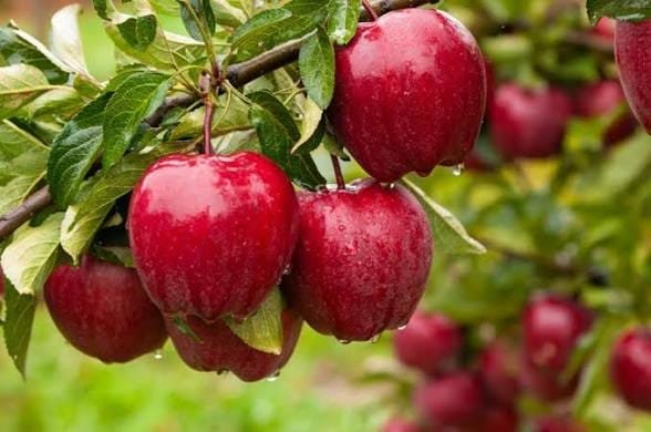 Buah Pir, Foto/Isitmewa Buah Pir, Foto/Isitmewa